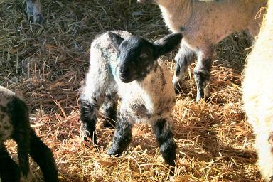A young black and white lamb