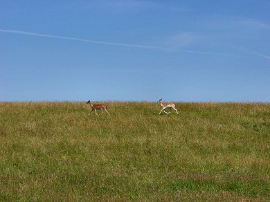 Picture of two deer running over a hill