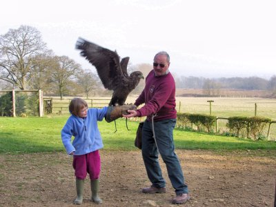 Picture of an eagle landing on the arm of a girl