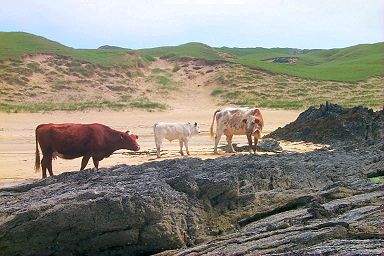 Cattle on the beach in Kiloran Bay