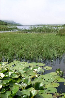 Picture of a view over a loch (lake) with sea roses