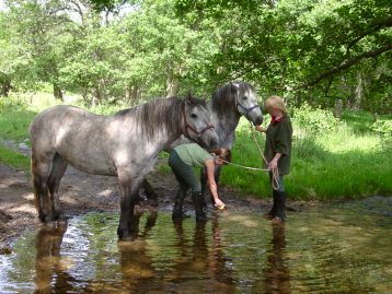Picture of horses being given a quick wash in the river