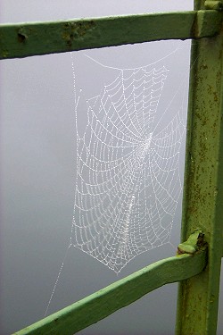 Picture of a spiders web with dew clinging to it