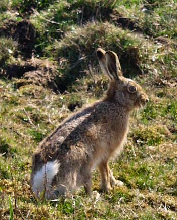 Picture of a hare