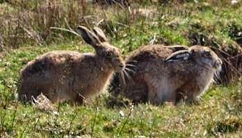 Picture of 2 hares