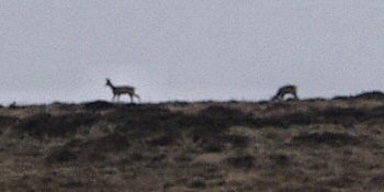 Picture of deer on the horizon