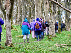 Picture of walkers in the woodland