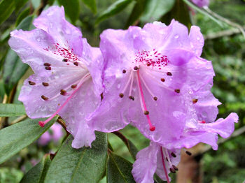 Picture of a purple rhododendron