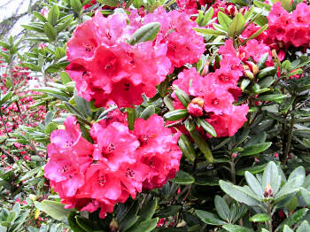 Picture of a red rhododendron