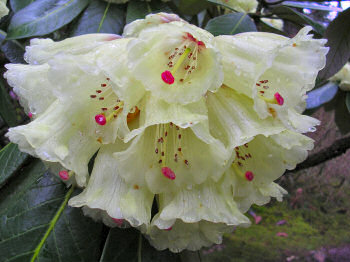 Picture of a white rhododendron