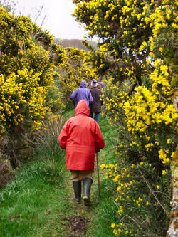 Picture of a walker in a red jacket surrounded by yellow gorse