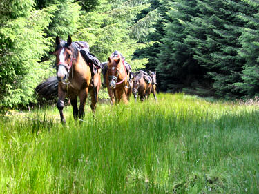Picture of horses going through a boggy area