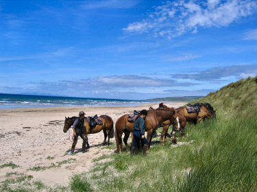 Picture of horses at the dunes