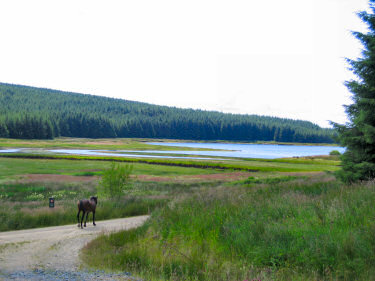 Picture of Loch Lussa with a lone horse