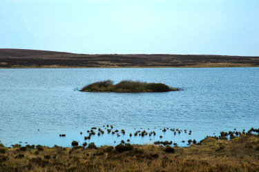 Picture of the crannog in Loch Laingeadail