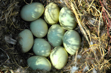 Picture of a bird's nest with eggs