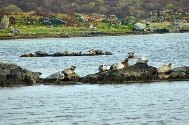 Picture of seals basking in the sun