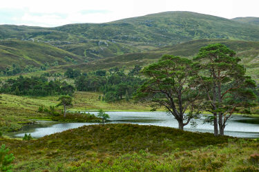 Picture of a lochan in a pine forest
