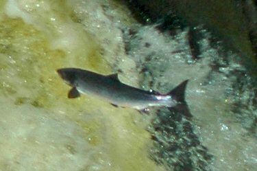 Picture of a salmon leaping
