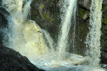 Picture of a salmon leaping up the waterfall