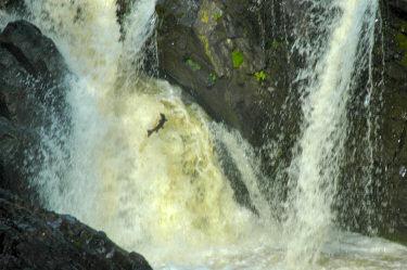 Picture of a salmon leaping up the waterfall
