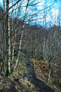 Picture of a path leading through birches