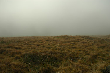 Picture of some grassy ground with fog behind it