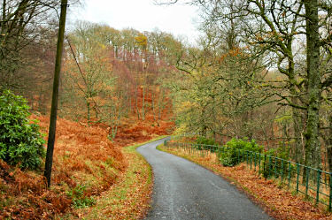 Picture of a road through trees with the last leaves from the autumn
