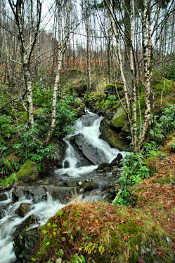 Picture of a waterfall under birch trees