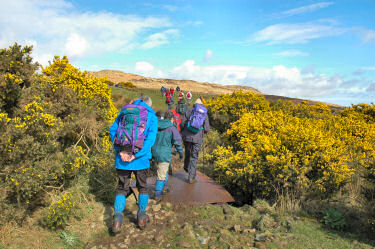 Picture of walkers crossing an improvised bridge through some gorse bushes