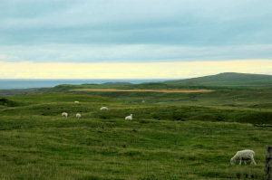 Picture of rolling hills in the evening sun, the ocean in the distance