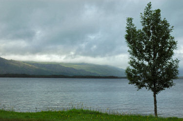 Picture of a view over a loch (lake), tree in the foreground