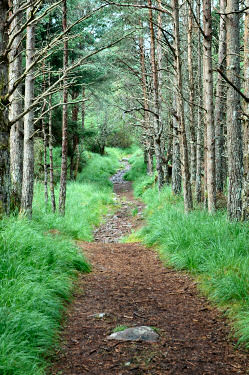 Picture of a path leading through trees
