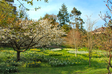 Picture of daffodils and other flowers under a tree in bloom