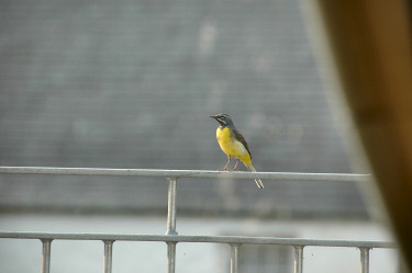 Picture of a grey wagtail sitting on a railing