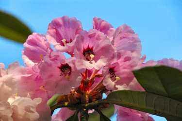Picture of a rhododendron in full bloom