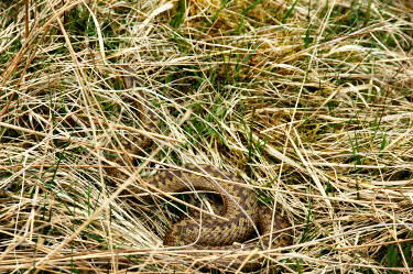 Picture of an adder disappearing into the grass