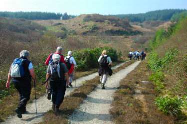 Picture of walkers on their way through a forestry plantation