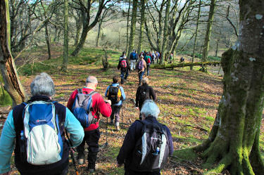Picture of walkers walking through woodland