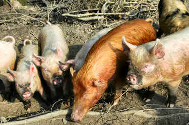 Picture of Middle White pigs at Dunlossit estate