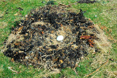 Picture of a swan's nest with a single egg
