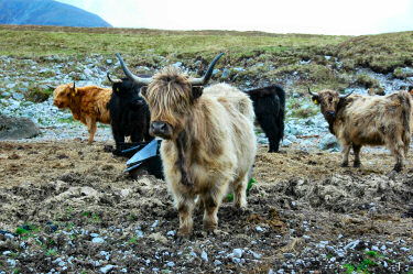 Picture of some impressive Highland cattle in a variety of colours