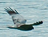 Small picture of a hen harrier