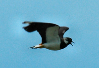 Picture of a lapwing in mid flight