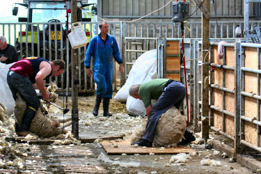Picture of sheep shearers at work