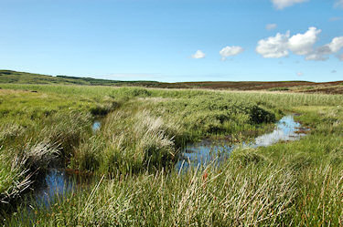 Picture of a boggy landscape