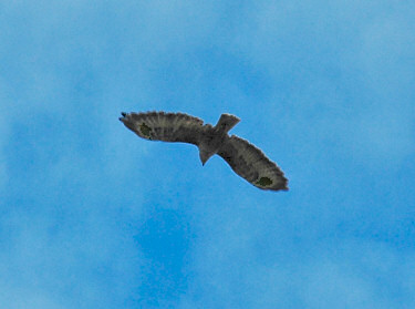 Picture of a buzzard flying above