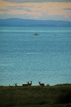 Picture of deer near a shore with two boats out in the distance