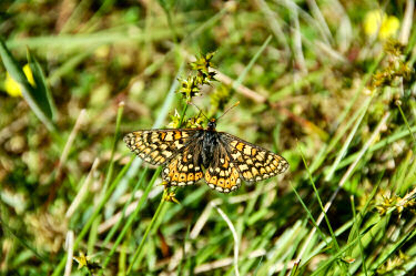 Picture of a butterfly in high grass