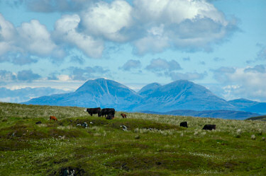 Picture of a view over hills with cattle, large hills (The Paps of Jura) in the distance